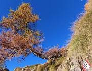 11 Larice radicato nella roccia  splendente di colori autunnali